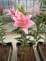 [1898 Orsago VH No02.JPG]